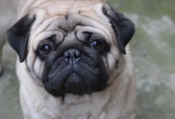 The best dogs, the first IQ is a little low, the last is really good