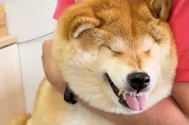 I'm going to get my dog vaccinated and I hear it all over the screen