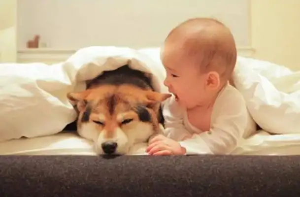 Let the baby and the dog live in their own homes and warm their hearts when they open the door: It's too warm