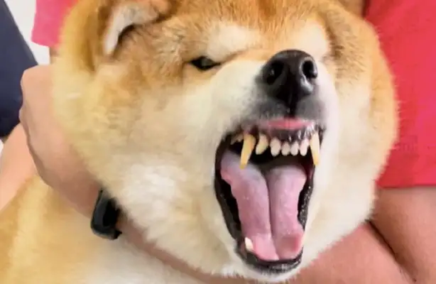 I'm going to get my dog vaccinated and I hear it all over the screen