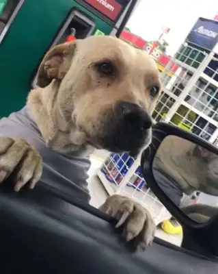 The two robbers robbed the gas station at night, and the brave dogs tried to get rid of the robbers