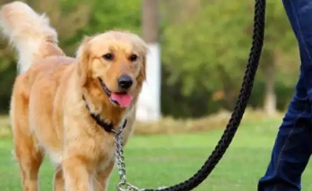 Half a month of lost gold hair is about to be sent to the table