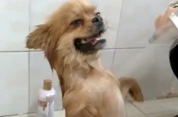 Dogs have a very good bath, each time they have to stand up straight and warm their smiles melt inside