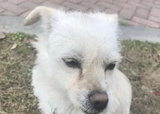 The stray dog's eco-park is hanging around, and the man gives him some food, and the dog eats his face