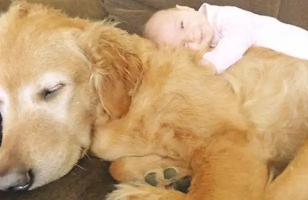 Let the baby and the dog live in their own homes and warm their hearts when they open the door: It's too warm
