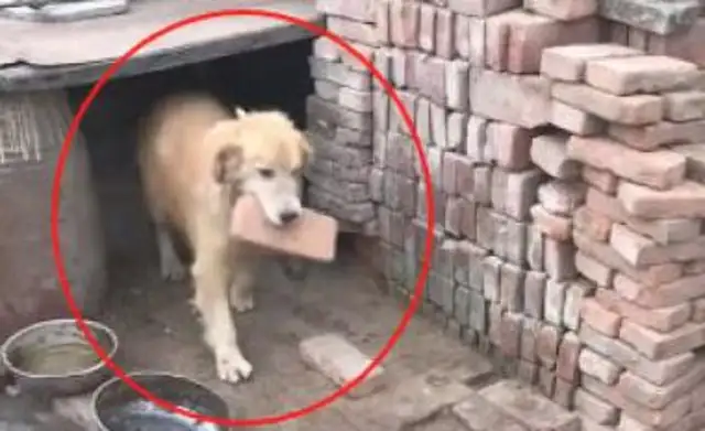 He took his hair back to the country and was raised as a little dog for months