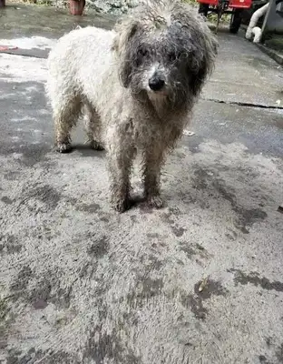 Dogs for New Year. Don't want to jump, you have to read it;