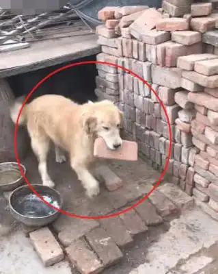 He took his hair back to the country and was raised as a little dog for months