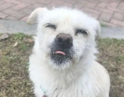 The stray dog's eco-park is hanging around, and the man gives him some food, and the dog eats his face