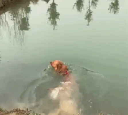 Dogs for New Year. Don't want to jump, you have to read it;