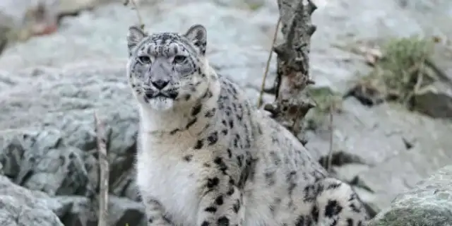 Did the snow leopards from Xinjiang go down for food and are stopped by six sheepdogs at the entrance of the village and beaten by their hideout