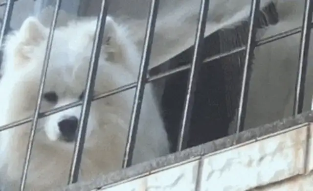 When I got downstairs, I saw the dog with my head up