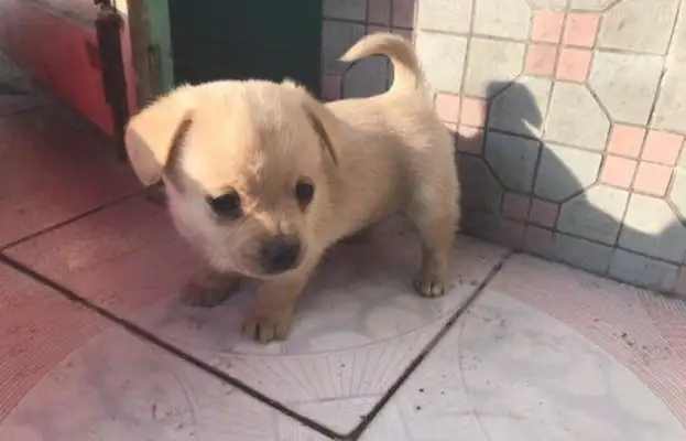 It's heartbreaking that the stray can't stand to see the light in his eyes