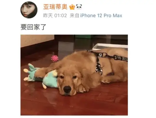 q: is it worth speaking out for the whole nation when a dog dies