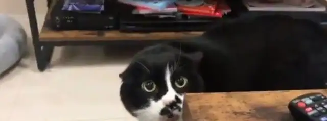 Meow Man sounds like a hooligan