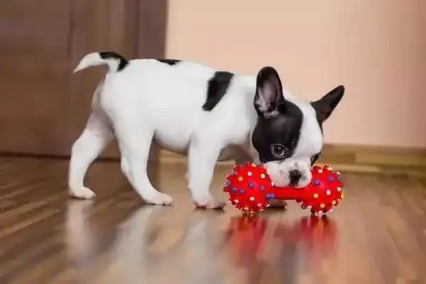 Dogs for New Year. Don't want to jump, you have to read it;