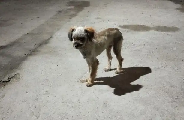 The little stray dog's scrawny, wandering around the door looking for a nice guy