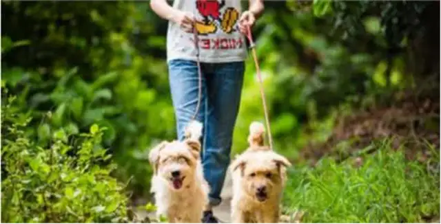 The dog's collar is wrong