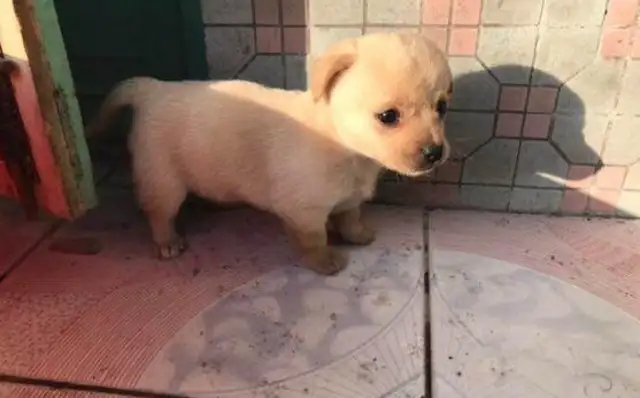It's heartbreaking that the stray can't stand to see the light in his eyes