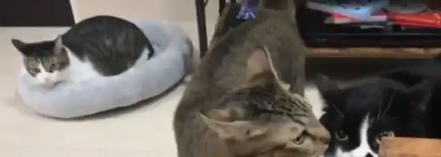 Meow Man sounds like a hooligan