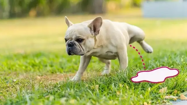 Why does my dog pee so much? 11 Possible Reasons