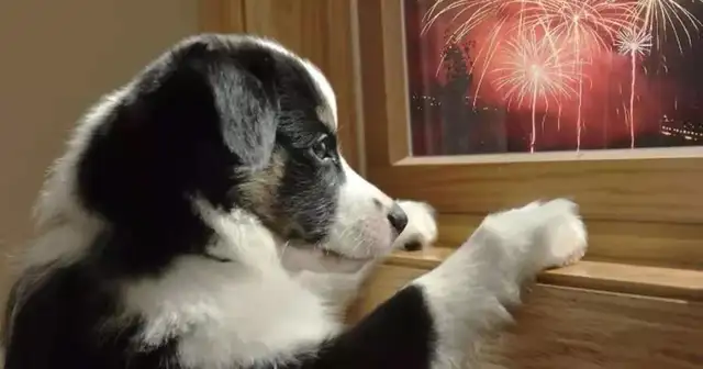 Dogs for New Year. Don't want to jump, you have to read it;