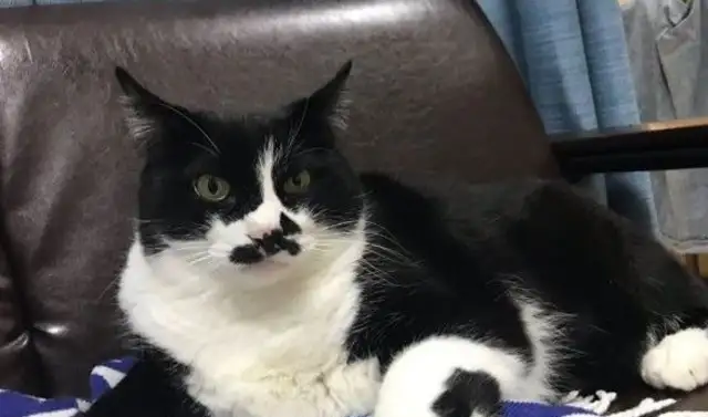 Meow Man sounds like a hooligan