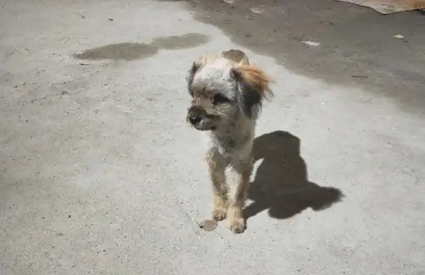 The little stray dog's scrawny, wandering around the door looking for a nice guy