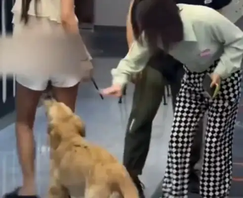 Dogs can't stop shaking with their thighs on their ass. Move