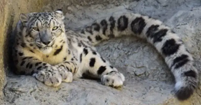 Did the snow leopards from Xinjiang go down for food and are stopped by six sheepdogs at the entrance of the village and beaten by their hideout