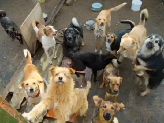 A Beijing employee fed two stray dogs for a long time, and the company paid so much