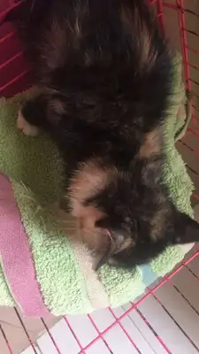 Cats are healthy. Cats are healthy