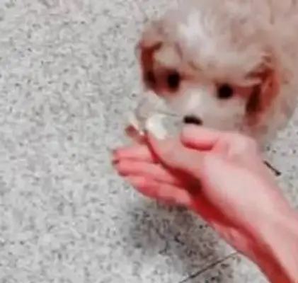 Found a little stray Teddy and paid for it the next day