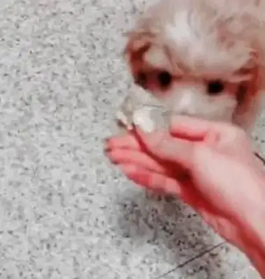 Found a little stray Teddy and paid for it the next day