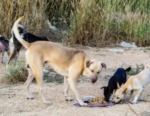 A Beijing employee fed two stray dogs for a long time, and the company paid so much