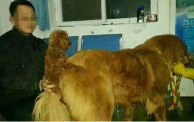 In order to make a profit, the black-heart dog dealer let Teddy and the Tibetans give birth to their children and sell them at a daily price