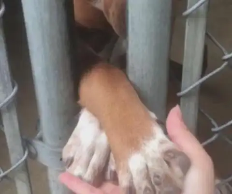 The stray dog has taken care of the rescue station staff