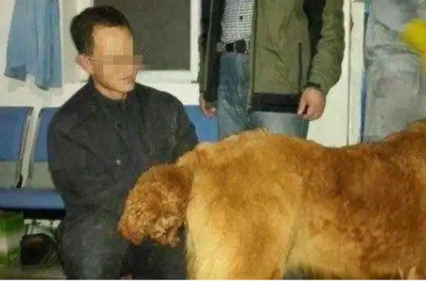 In order to make a profit, the black-heart dog dealer let Teddy and the Tibetans give birth to their children and sell them at a daily price