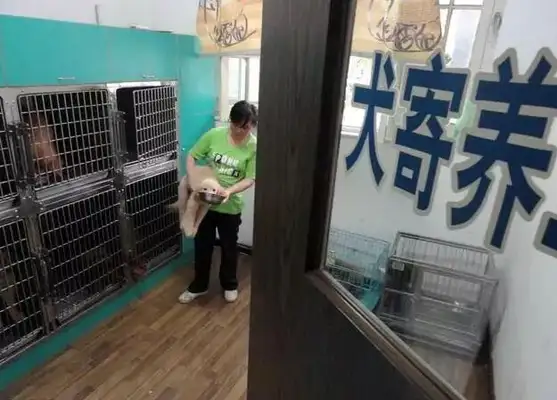 Veterinary: Don't do these things. It'll hurt the dog