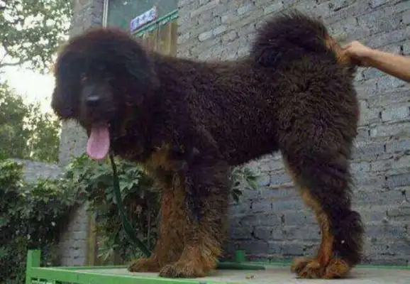 In order to make a profit, the black-heart dog dealer let Teddy and the Tibetans give birth to their children and sell them at a daily price