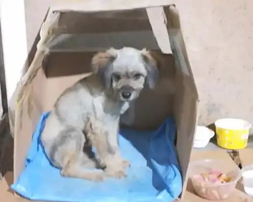 The little stray dog's scrawny, wandering around the door looking for a nice guy