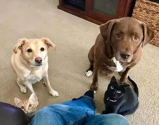 Veterinary: Don't do these things. It'll hurt the dog