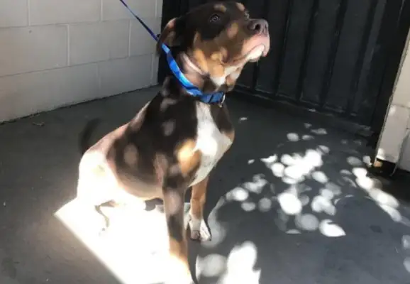 The stray dog has taken care of the rescue station staff