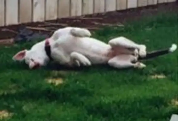 The dog who plays hide and seek with death has survived many times