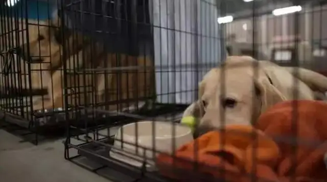 Veterinary: Don't do these things. It'll hurt the dog