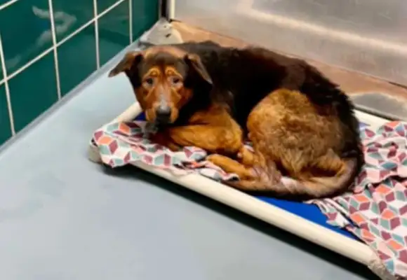To learn that desperate dogs give up on themselves to die of euthanasia, fortunately #8230;
