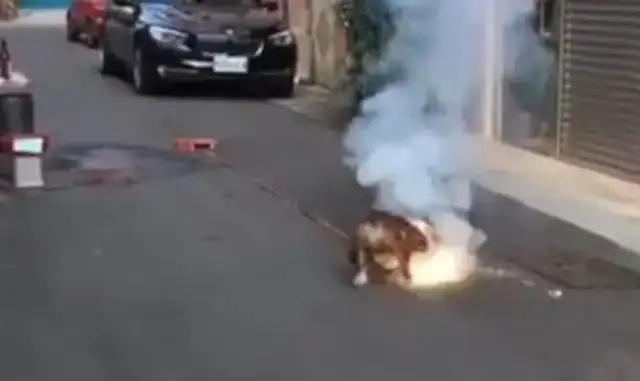 Dogs step on firecrackers already lit. Dogs: Who's after me