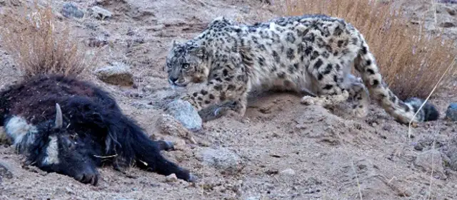 Did the snow leopards from Xinjiang go down for food and are stopped by six sheepdogs at the entrance of the village and beaten by their hideout