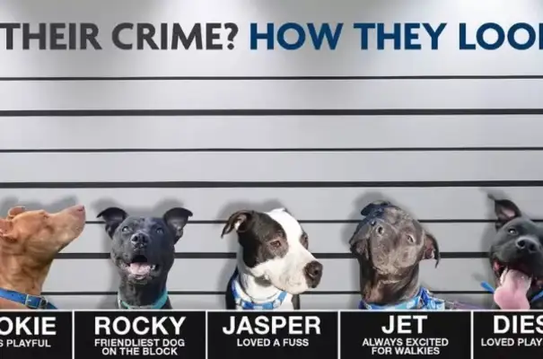 You mean death? Four doggies died of euthanasia because of their looks