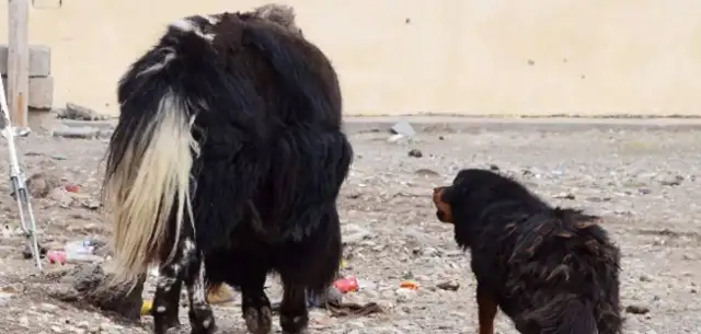 Did the snow leopards from Xinjiang go down for food and are stopped by six sheepdogs at the entrance of the village and beaten by their hideout